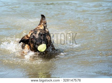 German Shepherd Dog With Funny Face And Ball Having Fun At Dog Swim At Howarth Park, Santa Rosa Cali