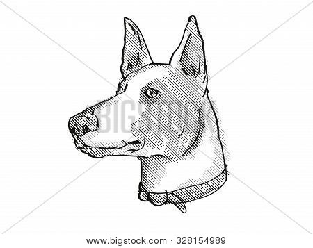 Retro Cartoon Style Drawing Of Head Of A Ibizan Hound, A Domestic Dog Or Canine Breed On Isolated Wh