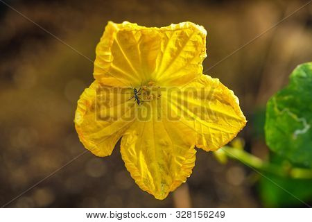Ant On Yellow Flower In Park With Background Texture