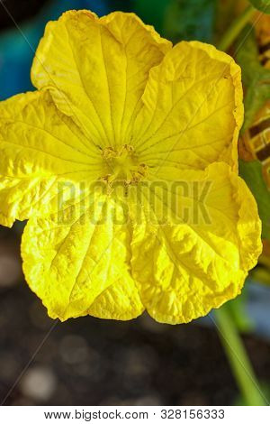 Ant On Yellow Flower In Park With Background Texture