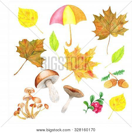 Watercolor Drawing, Set Of Autumn Elements Isolated On White Background - Dry Leaves, Lingonberry, A