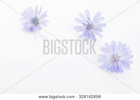Cichorium Intybus - Common Chicory Flowers Isolated On The White Background