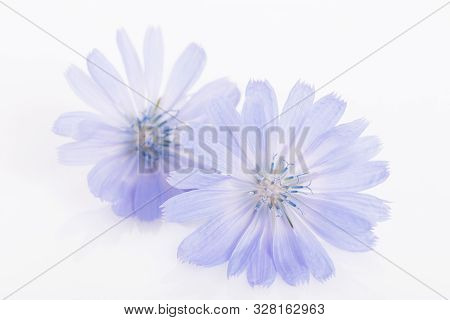 Cichorium Intybus - Common Chicory Flowers Isolated On The White Background
