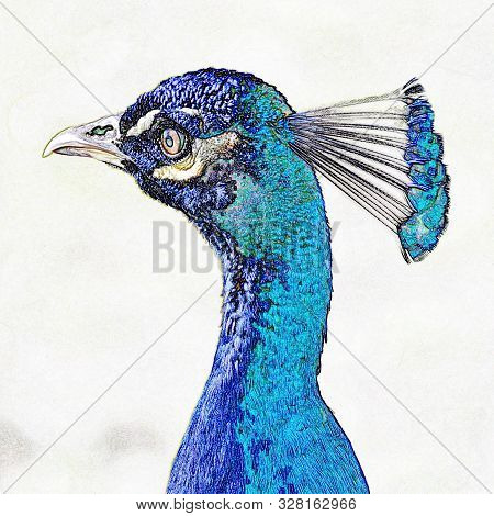 Close Up Of A Beautiful Blue Indian Peacock