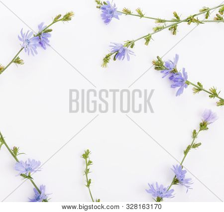 Cichorium Intybus - Common Chicory Flowers Isolated On The White Background
