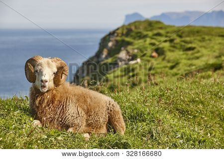 Sheep Lamb Grazing On The Faroe Islands Green Meadows. Scenery