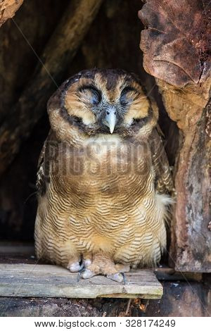 Portrait Of Sleeping Screech Owl Also With Large Beautiful Brown Eyes, Feathers Eyebrows And Sharp C