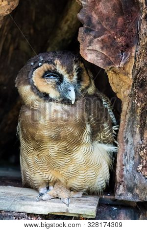 Portrait Of Sad Screech Owl Also With Large Beautiful Brown Eyes, Feathers Eyebrows And Sharp Claws 