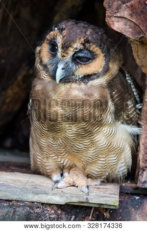 Portrait Of Sad Screech Owl Also With Large Beautiful Brown Eyes, Feathers Eyebrows And Sharp Claws 