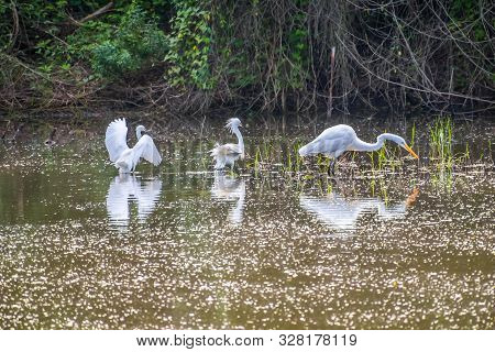 A Great White Egret In Frontera Audubon Society, Texas
