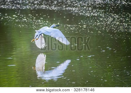 A Great White Egret In Frontera Audubon Society, Texas