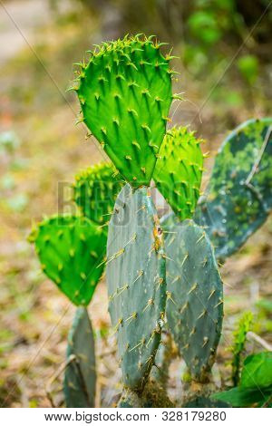 A Spiny Wild Cactus Plant In Frontera Audubon Society, Texas