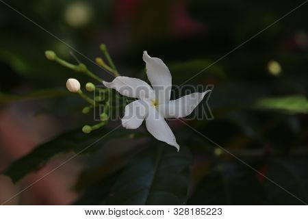 Group Of White Sampaguita Or Arabian Jasmine.white Flower In The Garden.