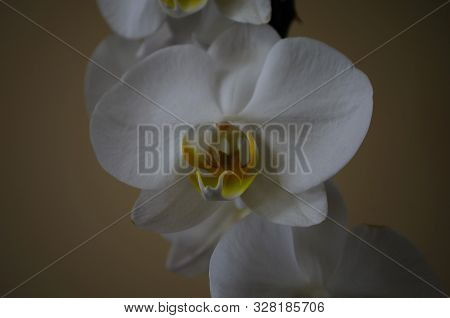 Blooming Of White Orchid Phalaenopsis On Yellow Background