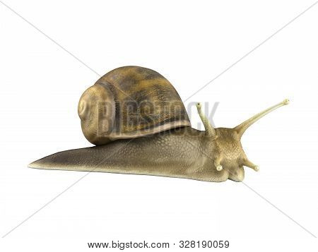 Gsrden Snail 3d Render On White No Shadow