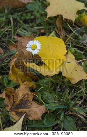 Beautiful White Daisy With Yellow Heart Among Yellow, Brown And Green Leaves In The Grass. Beautiful