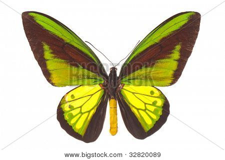 โกลิอัท Ornithoptera (Birdwing ผีเสื้อ) แยกต่างหากบนพื้นสีขาว