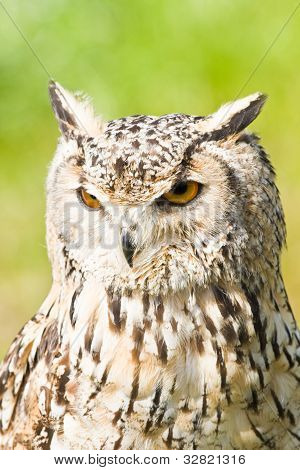 Bubo Bubo Sibericus albo syberyjskie puchacz