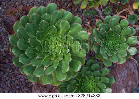 Aeonium Arboreum Top View. Green Plant Of Portugal