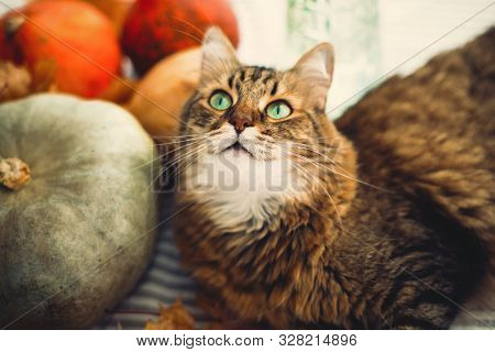 Cute Maine Coon Cat Playing With Autumn Leaves, Lying On Rustic Table With Pumpkins.  Adorable Tabby