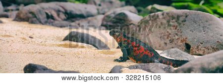 Christmas Iguana on Espanola Island on Galapagos Islands. Male Marine Iguana. Amazing animals wildlife and nature on Galapagos islands, Ecuador, South America. Panoramic banner.
