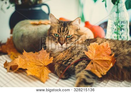 Angry Maine Coon Cat Playing With Autumn Leaves, Lying On Rustic Table With Pumpkins. Thanksgiving O