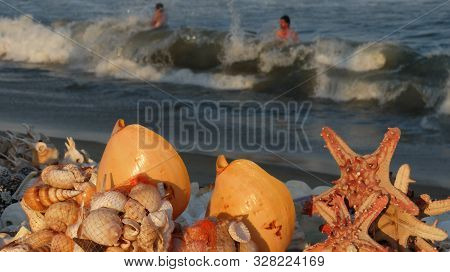 Chennai,tamil Nadu/india-march 2 2018:at Marina Beach,shells,starfish And Other Marine Related Objec