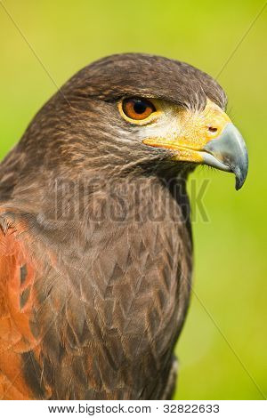 Harris Hawk eller Parabuteo Unicinctus