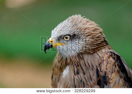 Portrait of a royal kite (Milvus Milvus) with a natural green background