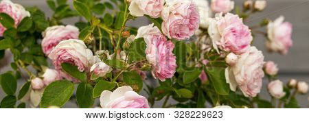 Blooming Pink Rose In The Garden On A Sunny Day. Roses Banner