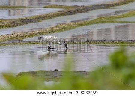 A Wood Stork Is Foraging For Food In Vasai Bassein Mumbai Maharashtra India .