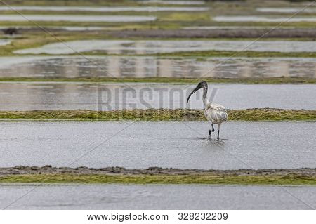 A Wood Stork Is Foraging For Food In Vasai Bassein Mumbai Maharashtra India .