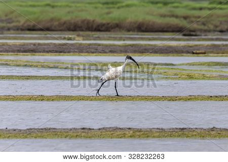 A Wood Stork Is Foraging For Food In Vasai Bassein Mumbai Maharashtra India .