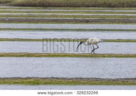 A Wood Stork Is Foraging For Food In Vasai Bassein Mumbai Maharashtra India .