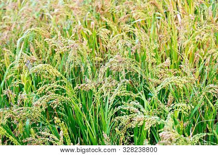 Ripening Spikelets Of Millet In Fthe Ield