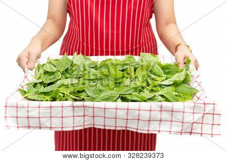 Woman Holding Tray With Sweet Basil Leaf Isolated In Background.