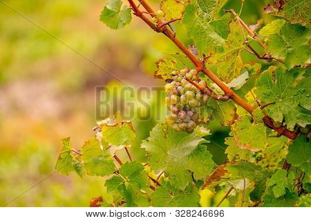 Wine Landscape Near Cochem And Leiwen On The Moselle