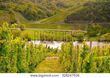 Wine Landscape Near Cochem And Leiwen On The Moselle