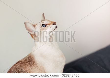Beautiful Colorpoint Blue-eyed Oriental Breed Cat Sitting On Couch Sofa Looking At Camera. Fluffy Ha