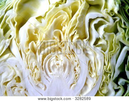 Cabbage1