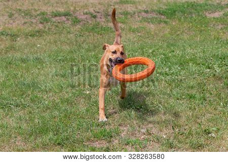 Cute American Pit Bull Terrier Puppy Is Running On A Green Grass With Doggie Ring. Pet Animals.