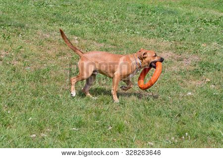 Cute American Pit Bull Terrier Puppy Is Playing With Doggie Ring. Pet Animals.