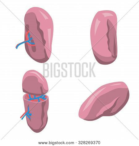 Spleen Icons Set. Isometric Set Of Spleen Vector Icons For Web Design Isolated On White Background