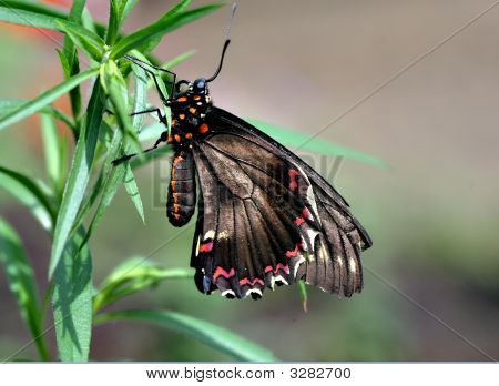 Gold Rim Swallowtail