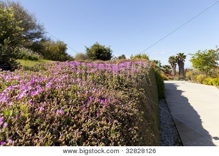 Drosanthemum