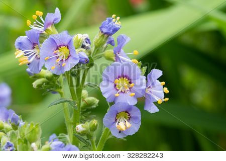 Northern Jacobs Ladder (polemonium Boreale)
