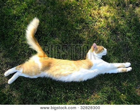 Schlafende Katze