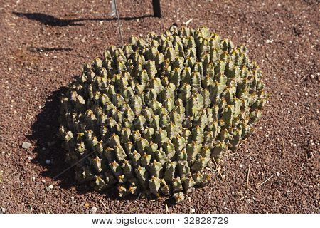 Wilczomlecz Resinifera