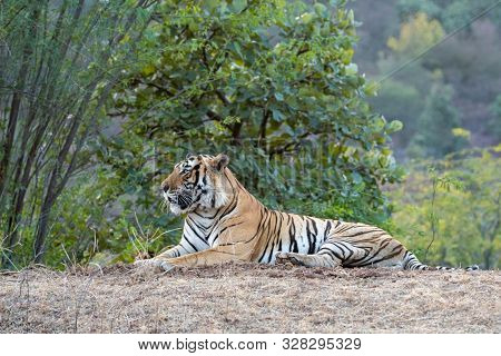 Wild Male Bengal Tiger Fateh Or T42 Resting In Green Background During Evening Safari At Ranthambore