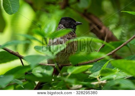 Red Vented Bulbul Or Pycnonotus Cafer Bird Portrait In Green Background. A Frequent Visitor Bird In 